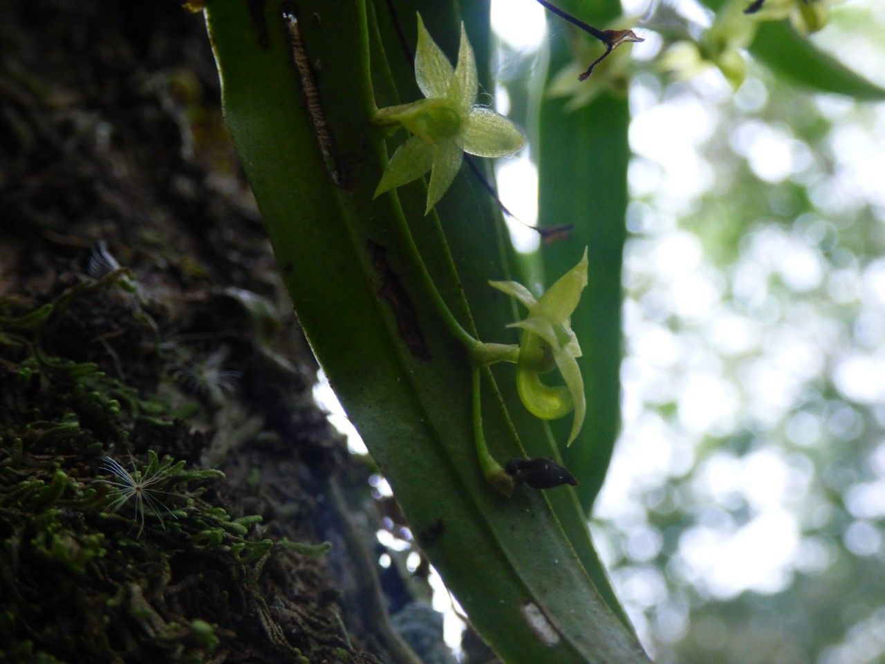 Angraecum obversifolium flower