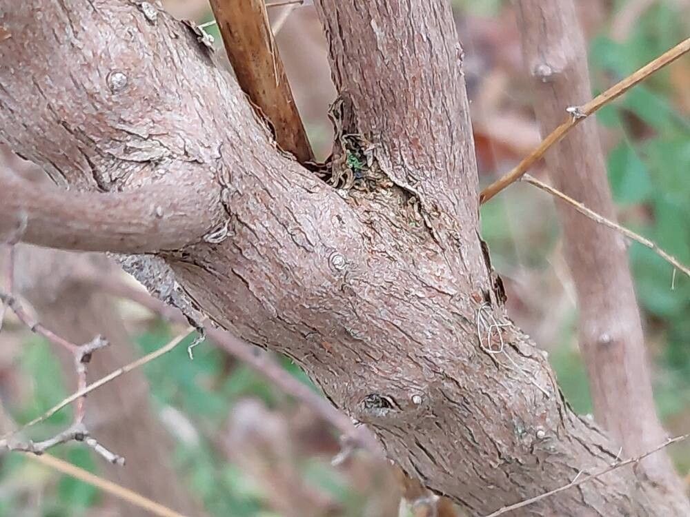Philadelphus brachybotrys bark