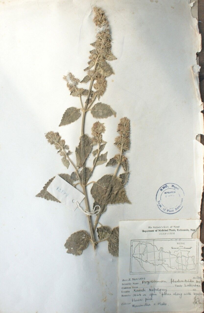 Pogostemon plectranthoides — houseplant care guide