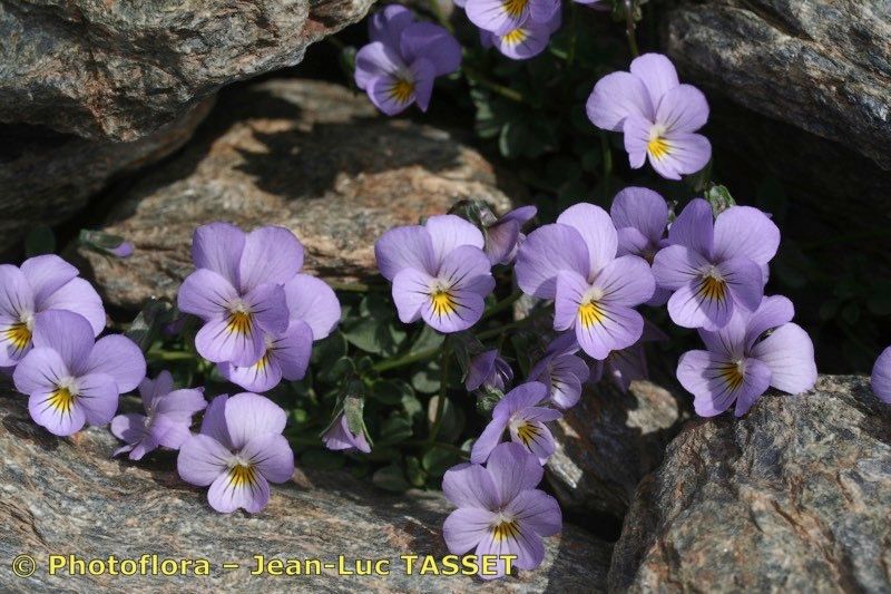 Viola crassiuscula habit