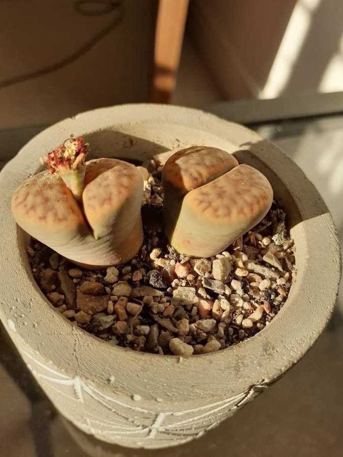 Lithops gracilidelineata leaf