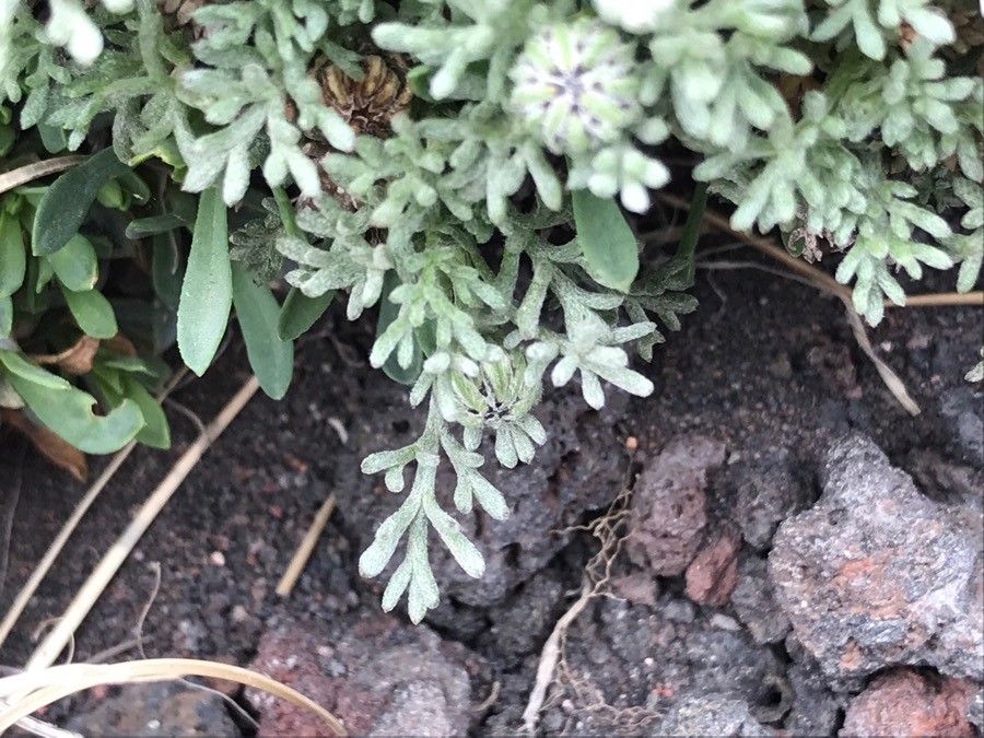 Anthemis aetnensis leaf