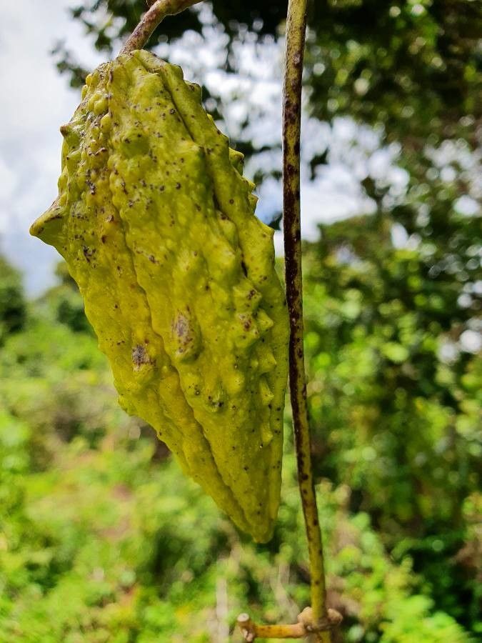 Cynanchum gonoloboides fruit