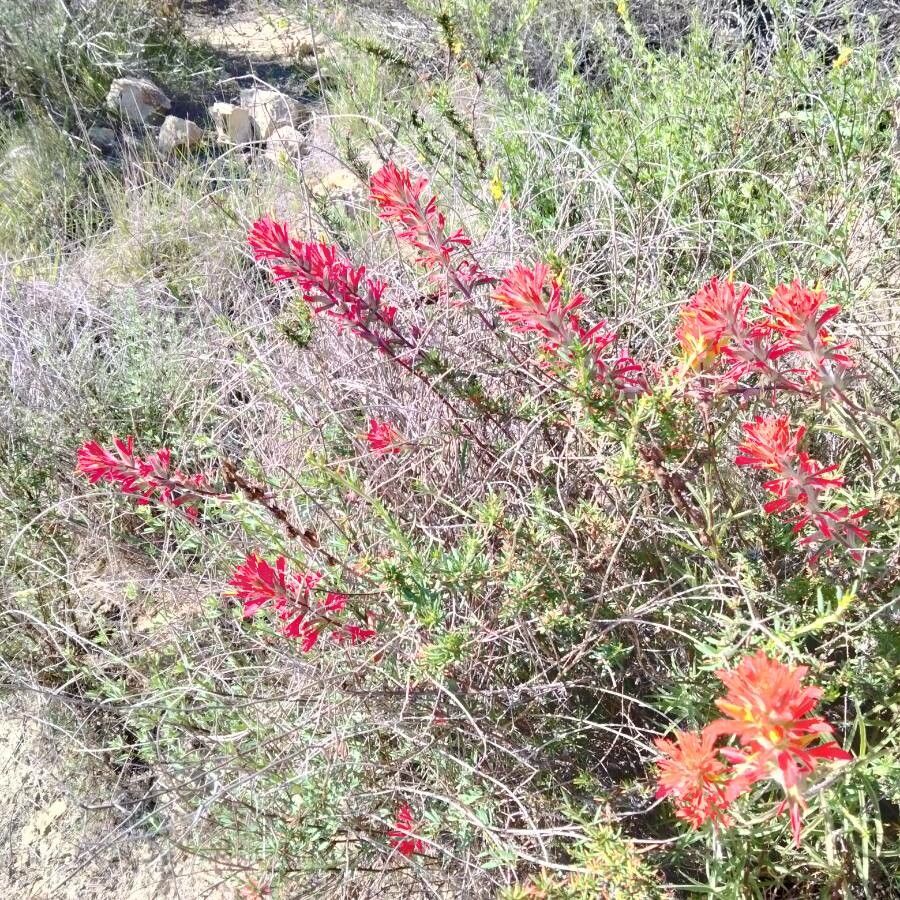Castilleja subinclusa flower