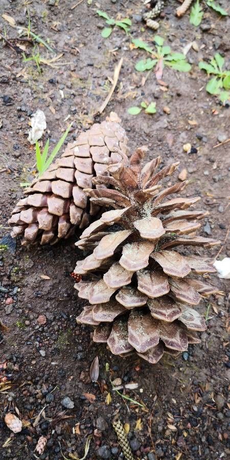Pinus canariensis fruit