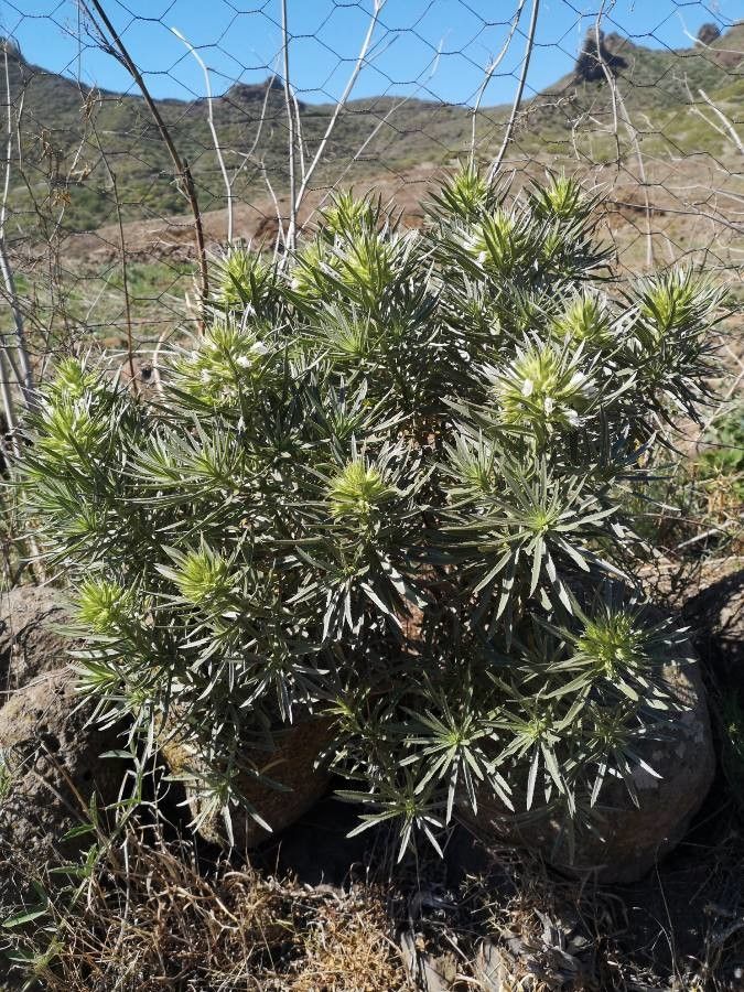 Echium aculeatum habit