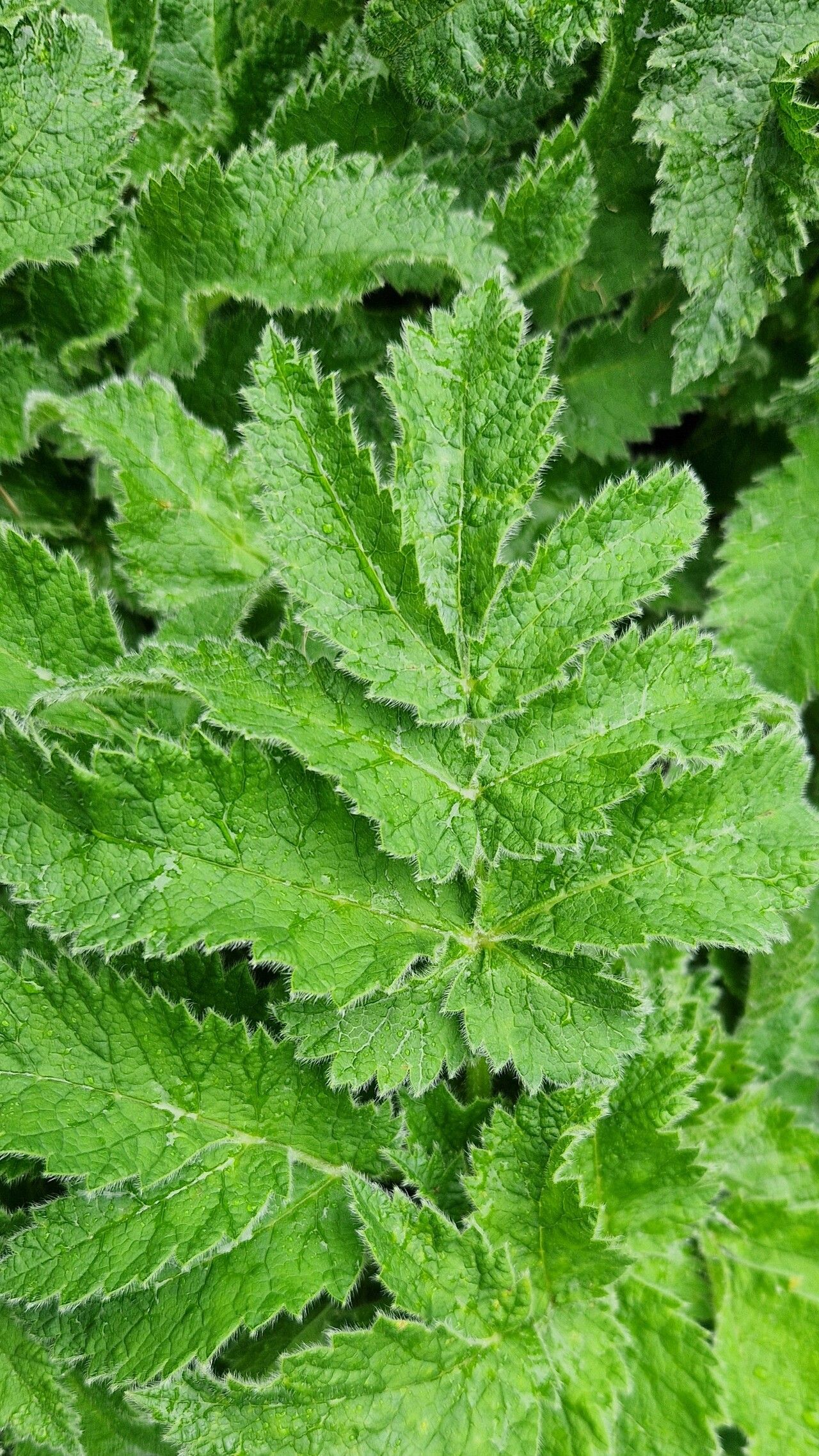 Chaerophyllum azoricum — related species from the same genus