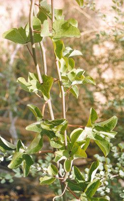 Adenia lobata — houseplant care guide