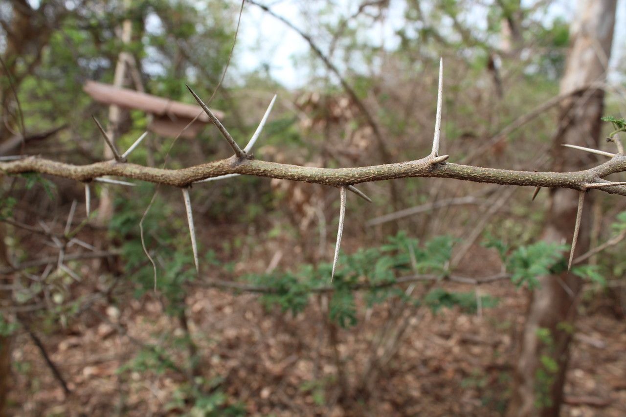 Acacia sieberiana bark