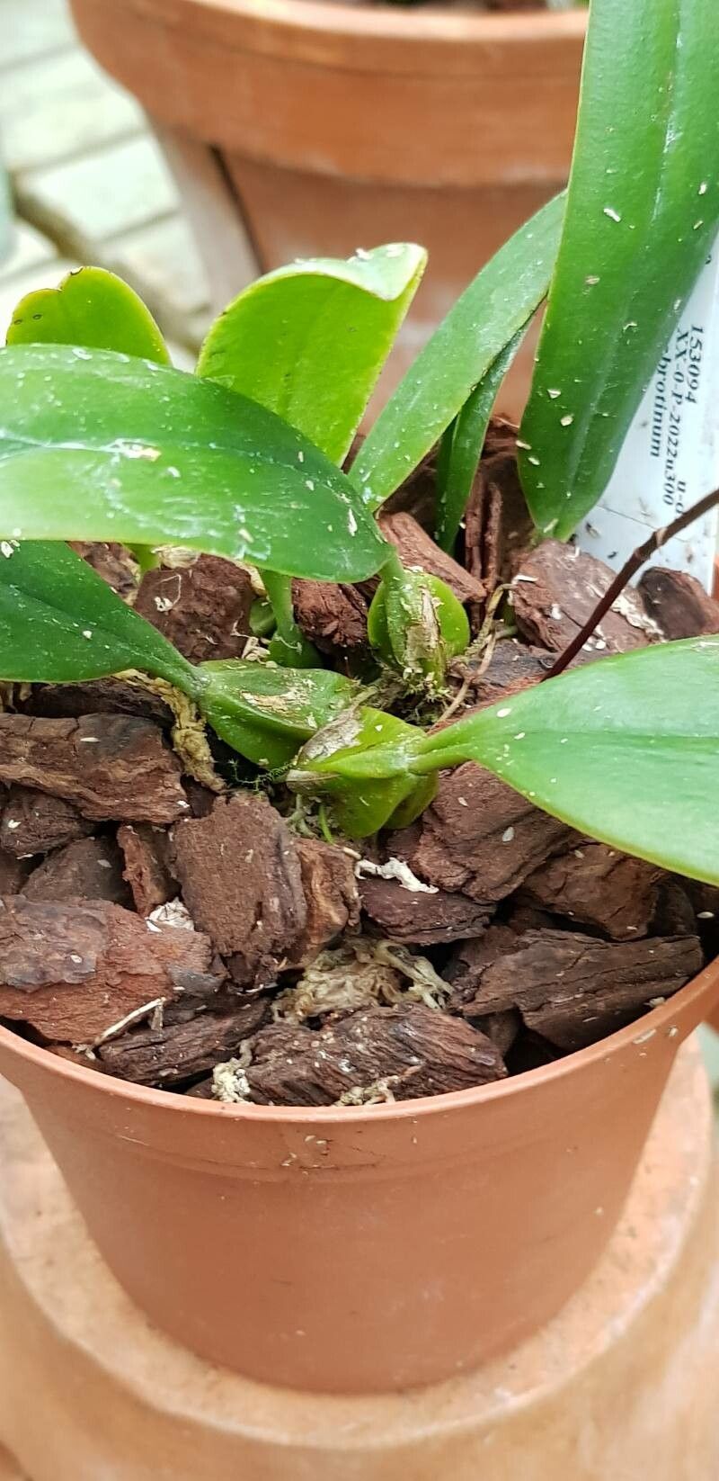 Bulbophyllum habrotinum other