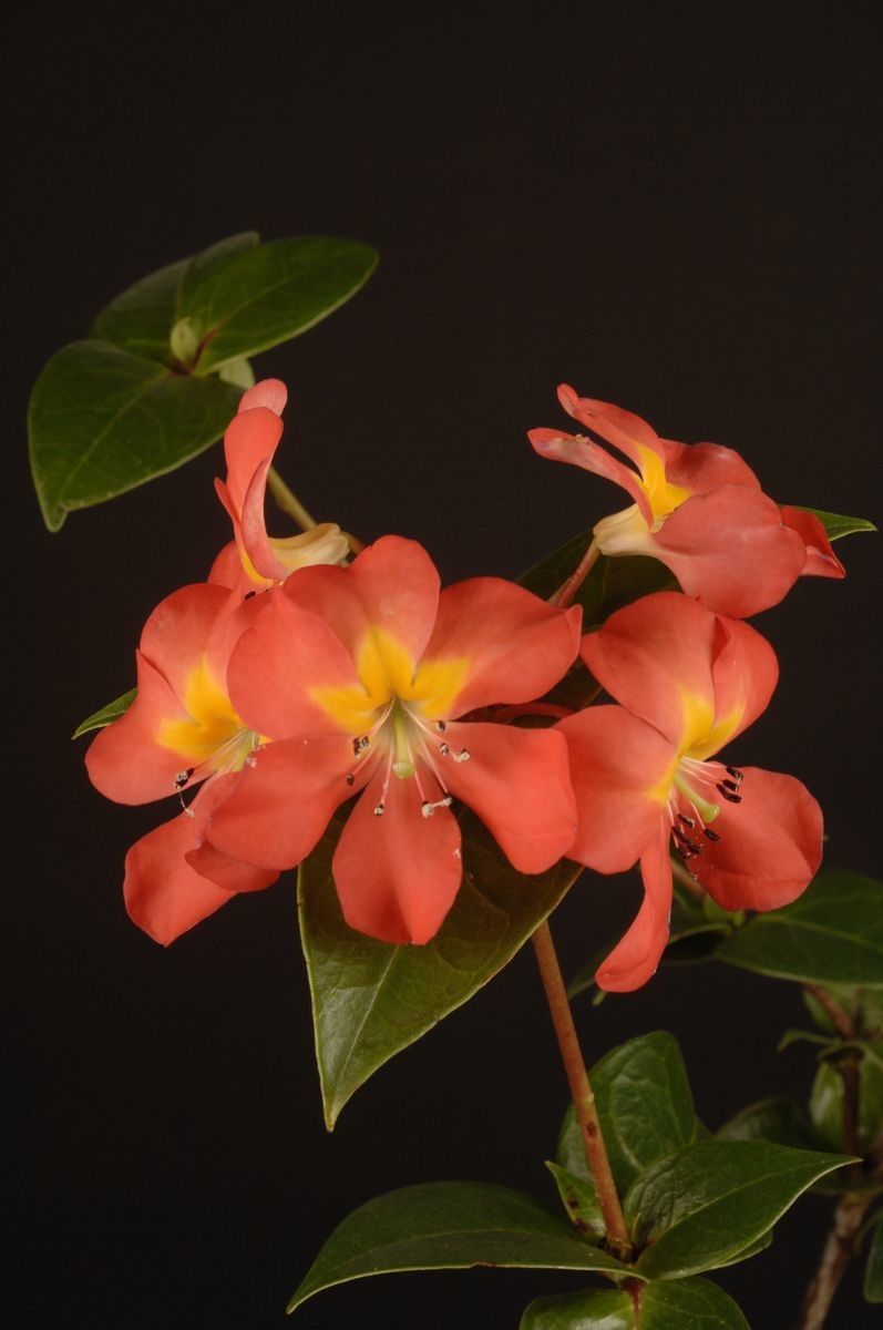 Rhododendron wentianum flower
