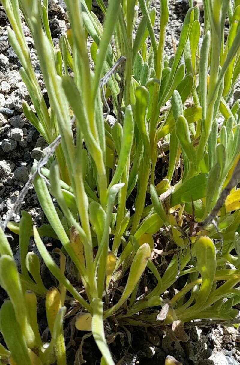 Pseudognaphalium vira-vira — search result for 'Pseudognaphalium'