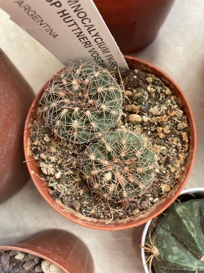 Gymnocalycium parvulum — search result for 'Gymnocalycium'
