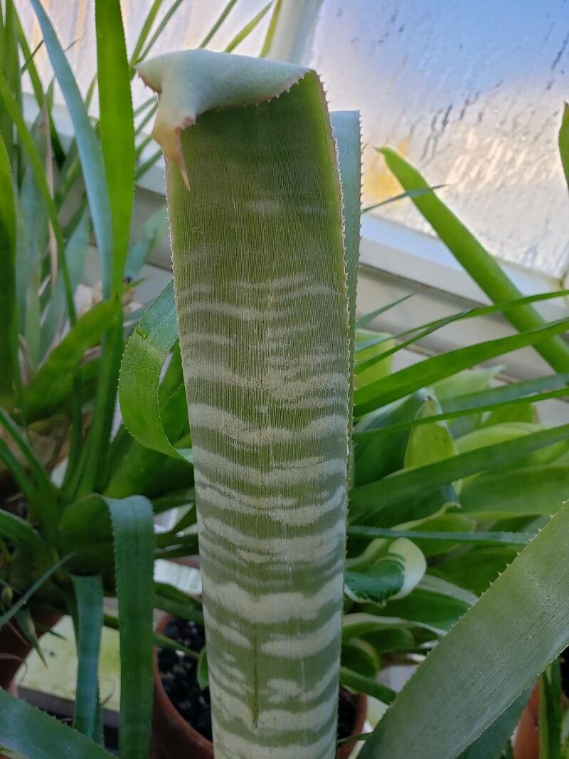 Billbergia alfonsi-joannis