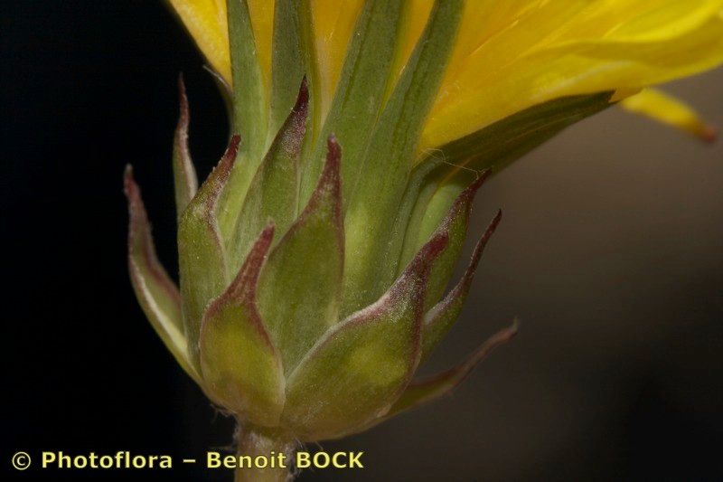 Taraxacum panalpinum flower
