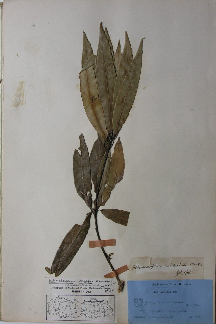 Actinodaphne longipes — houseplant care guide