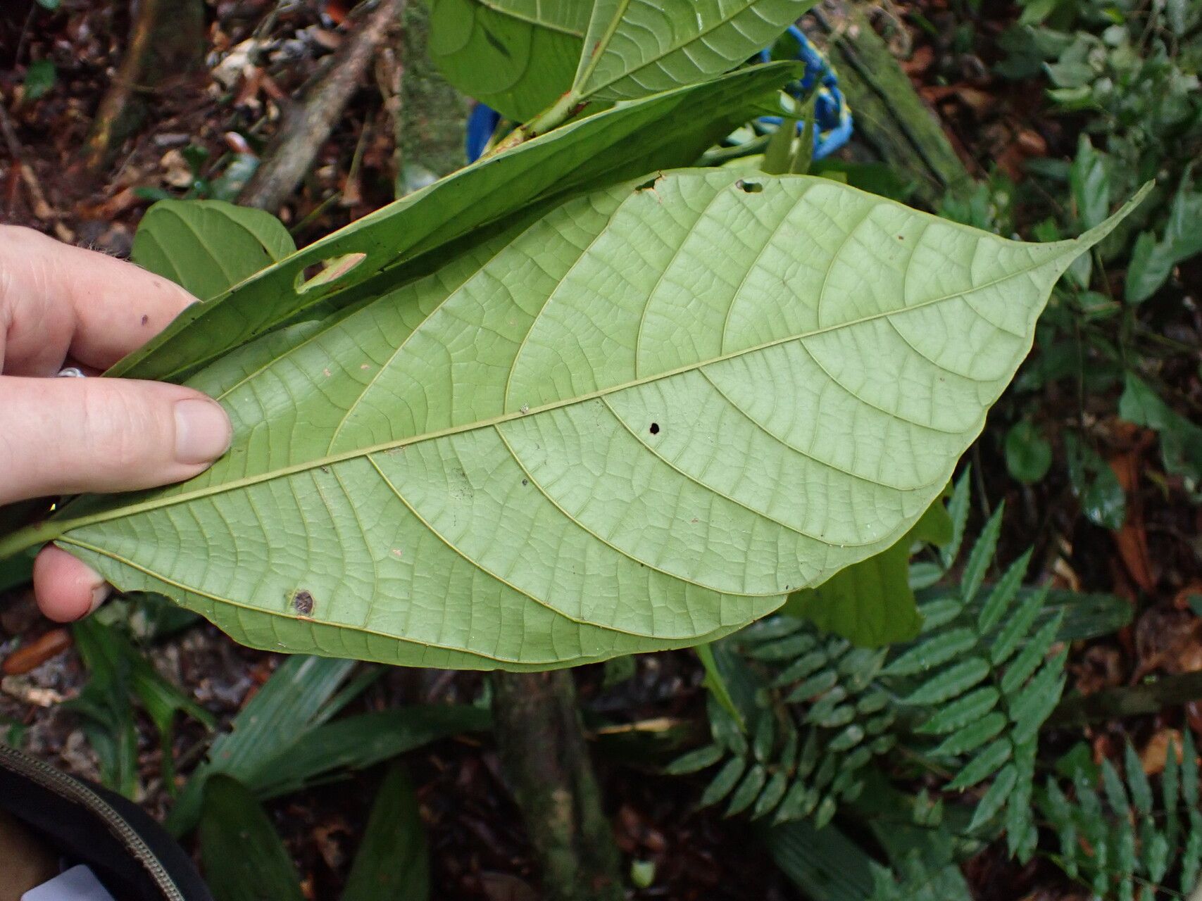 Grewia coriacea — houseplant care guide