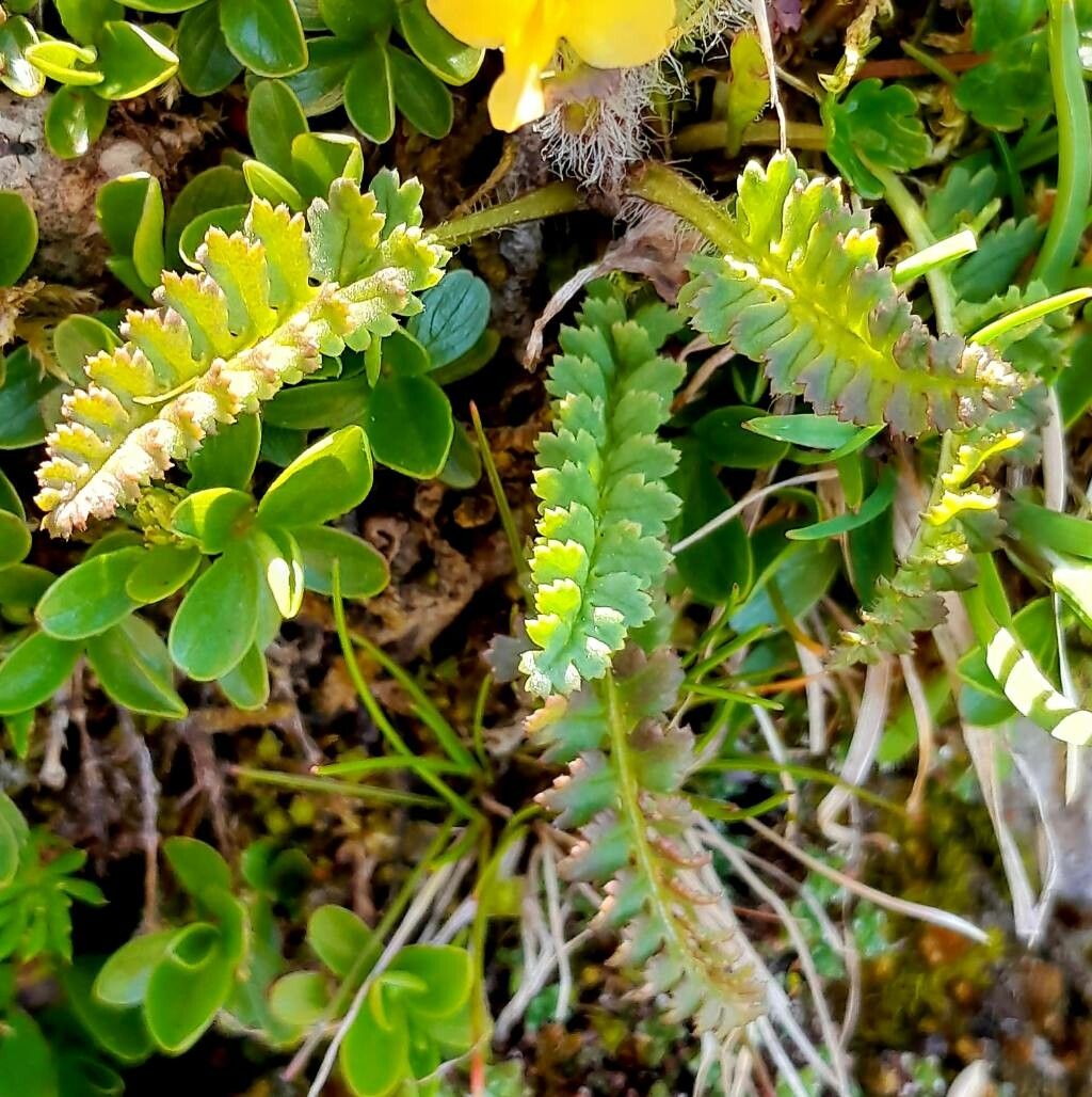 Pedicularis oederi — search result for 'Pedicularis'