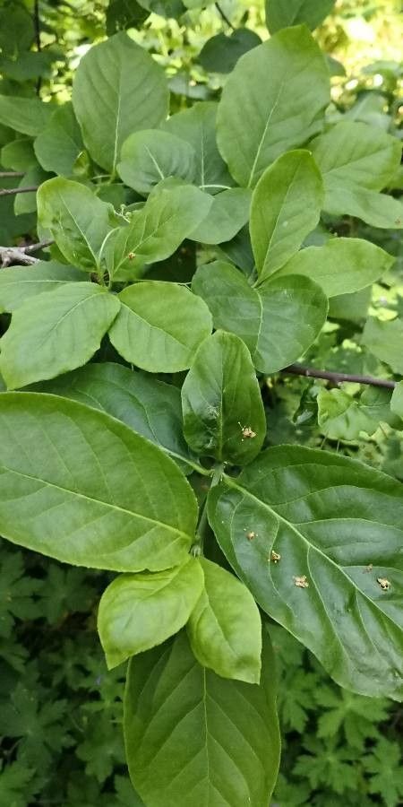 Euonymus sachalinensis — search result for 'Celastraceae'