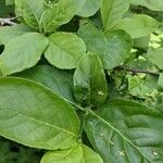 Euonymus sachalinensis