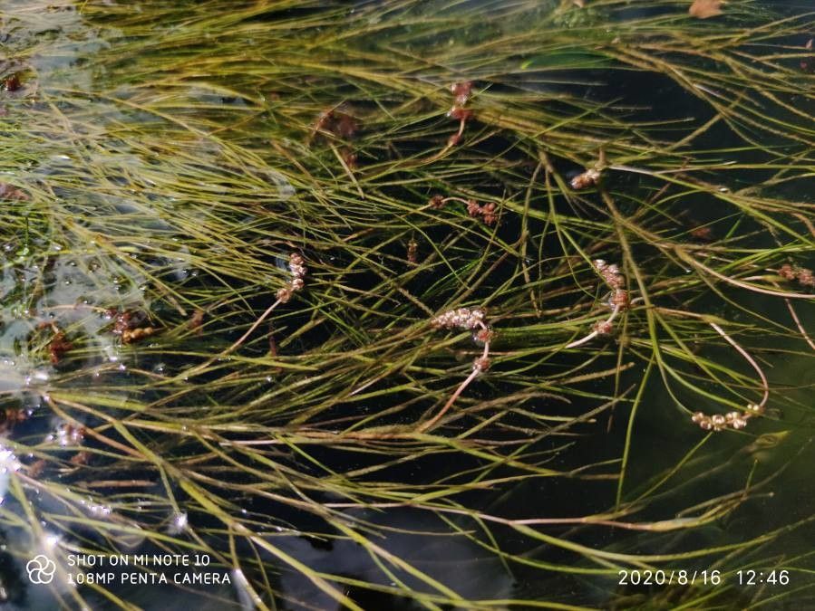 Stuckenia pectinata flower