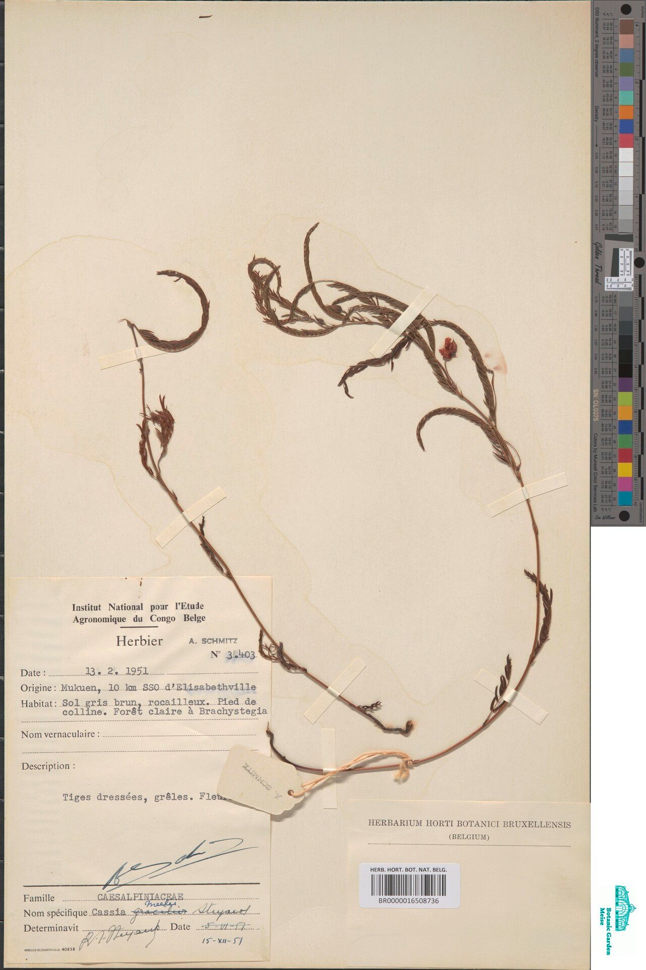 Chamaecrista meelii — houseplant care guide