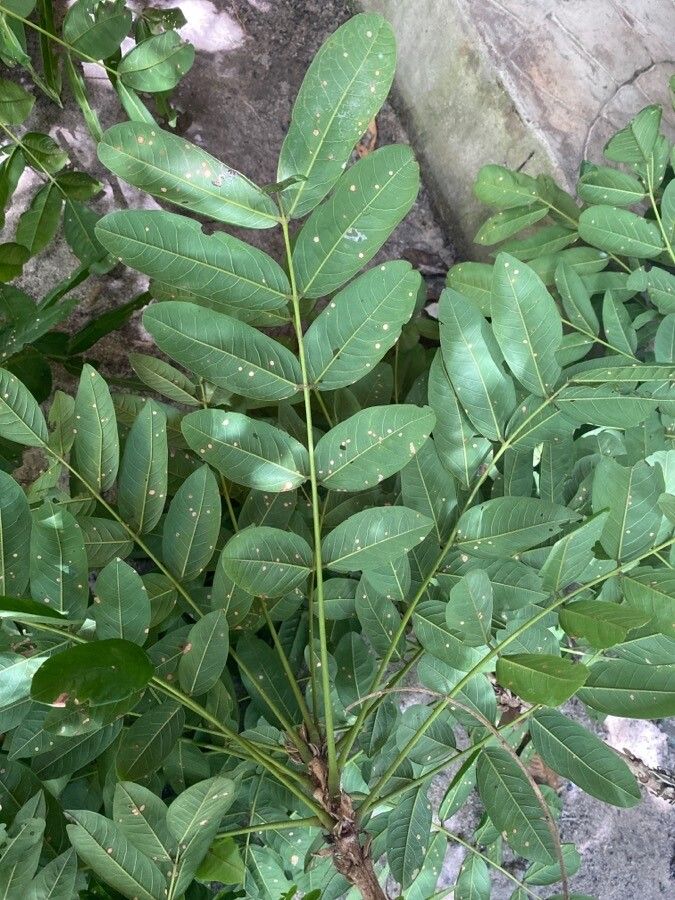 Andira anthelmia — related species from the same genus