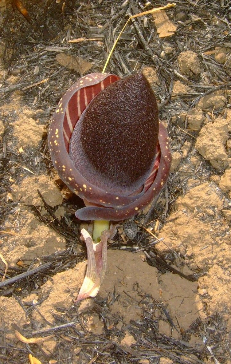 Amorphophallus aphyllus leaf