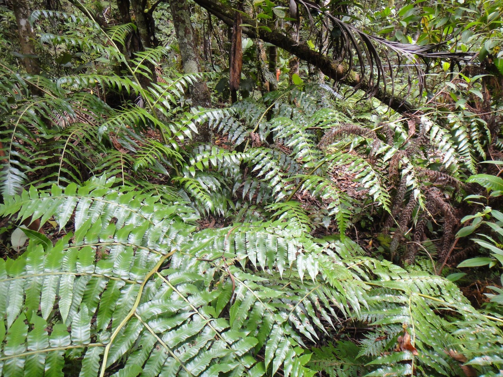 Diplazium echinatum habit