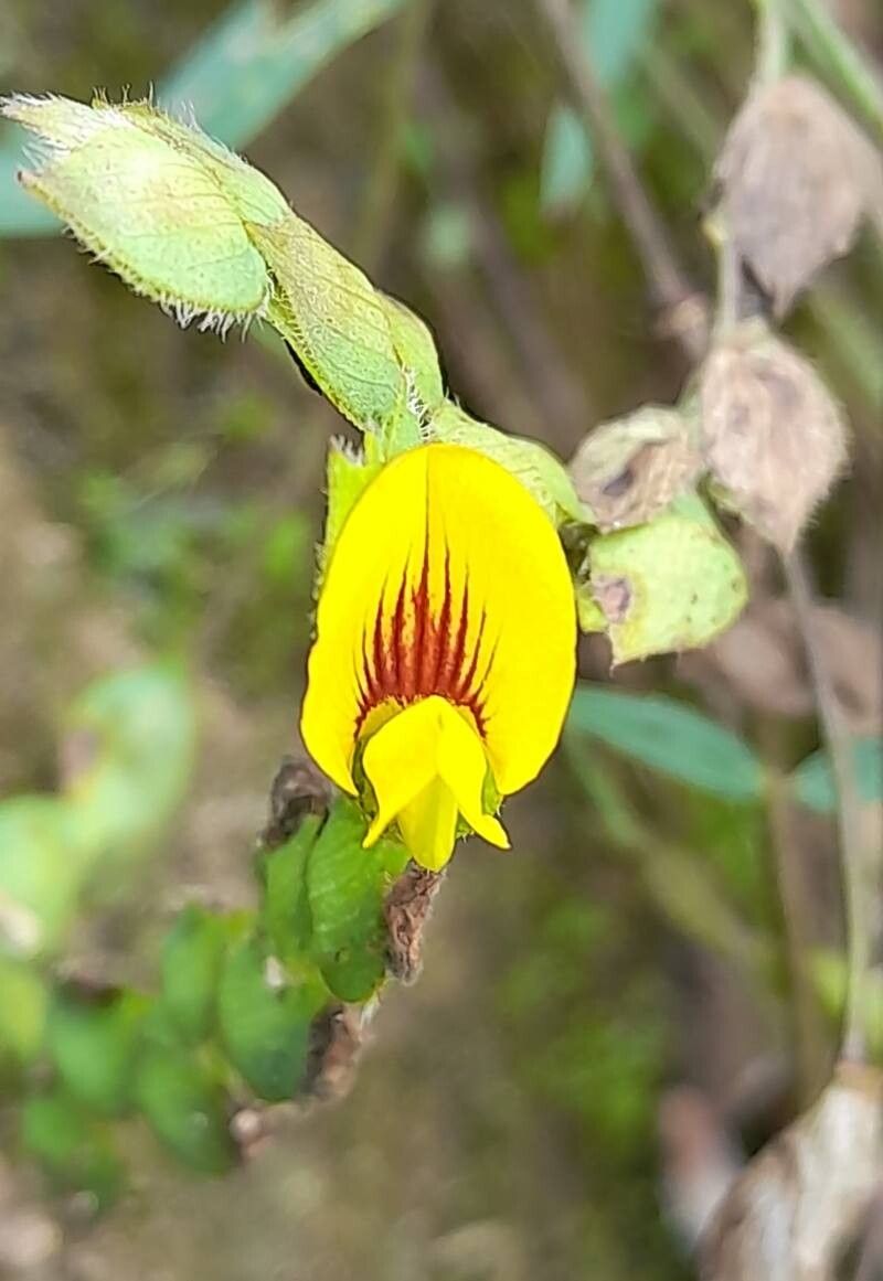 Zornia contorta flower