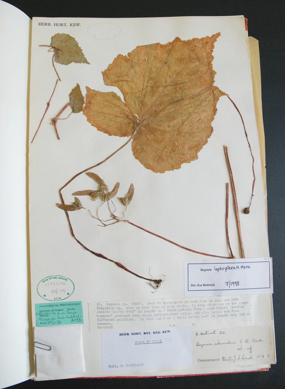 Begonia adscendens — houseplant care guide