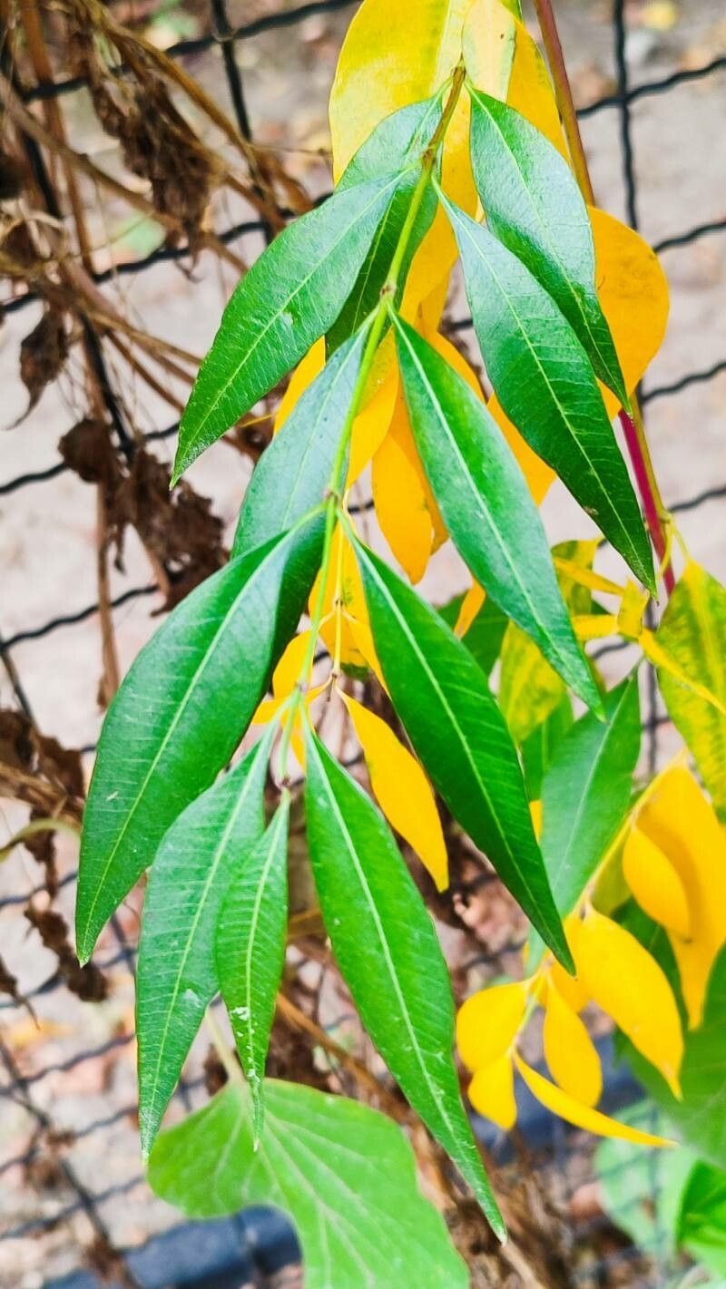 Periploca sepium — houseplant care guide