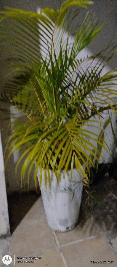 Areca andersonii — search result for 'Arecaceae'