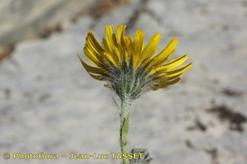 Hieracium scorzonerifolium flower