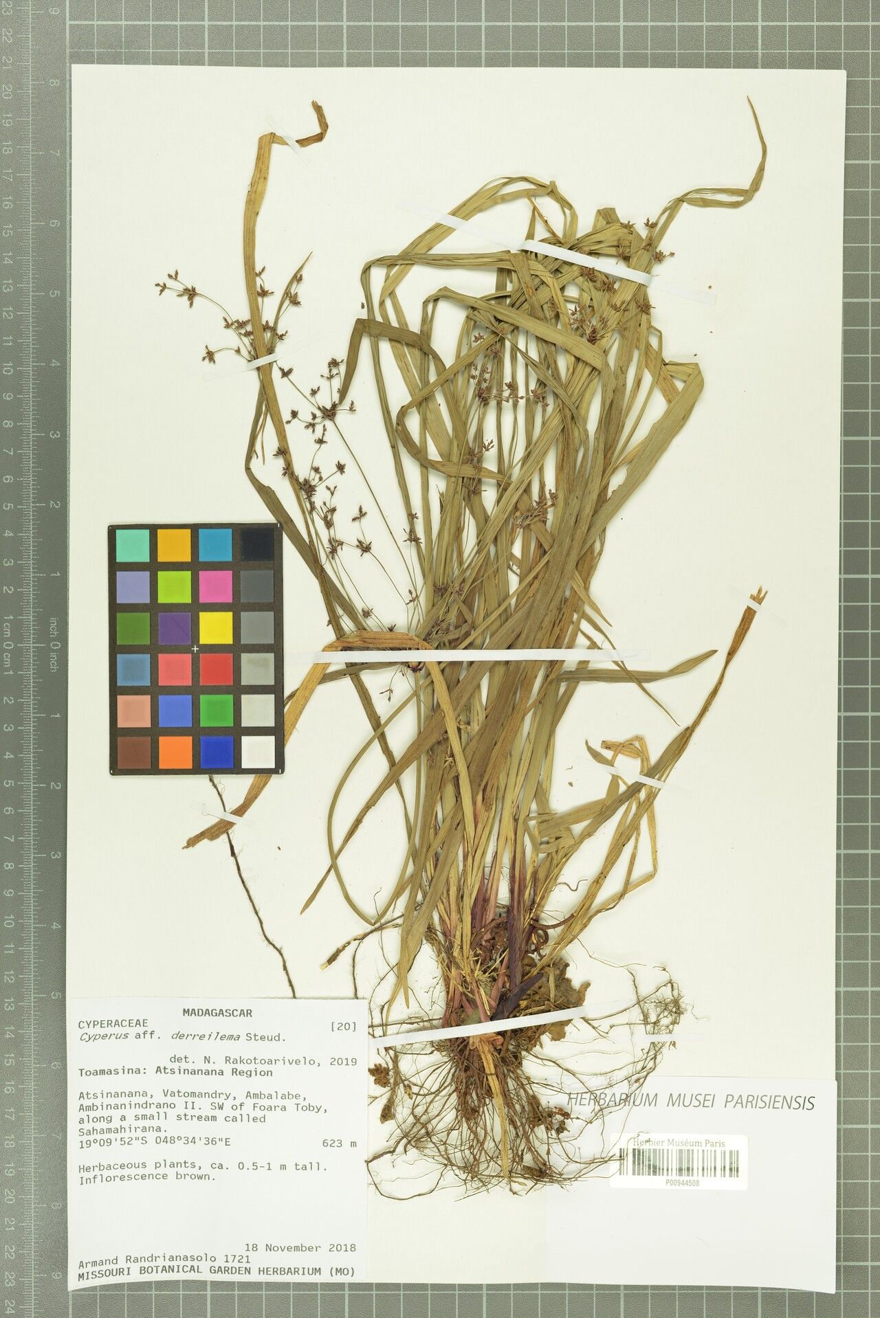 Cyperus derreilema — houseplant care guide