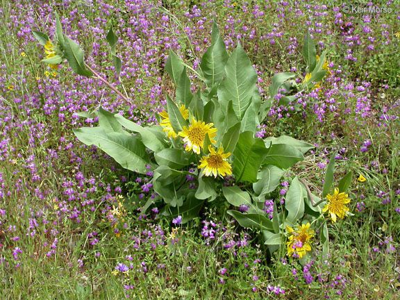 Wyethia helenioides habit