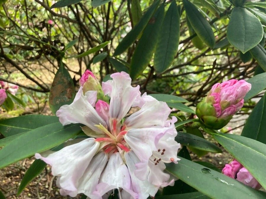 Rhododendron praevernum flower