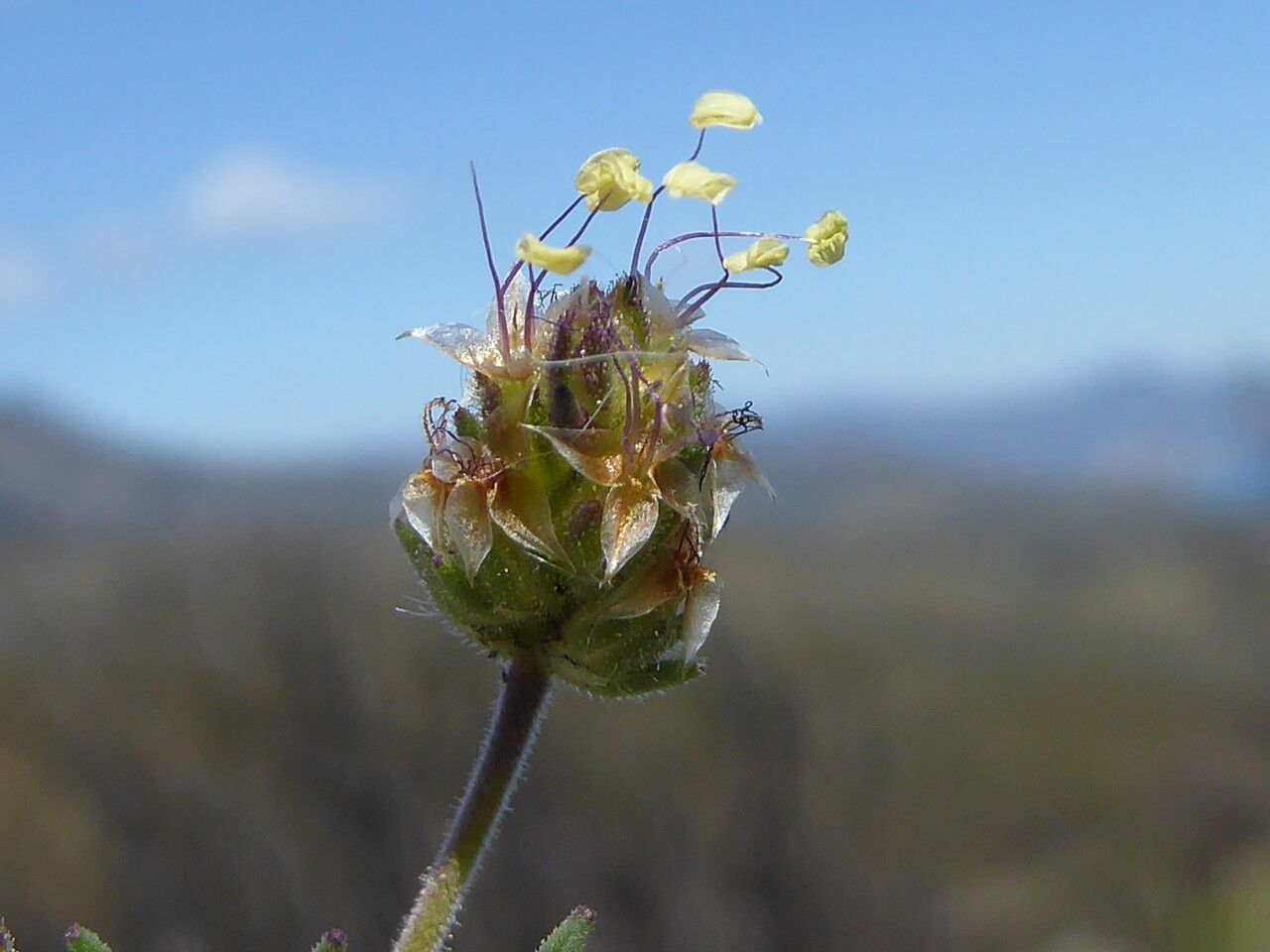 Plantago afra flower