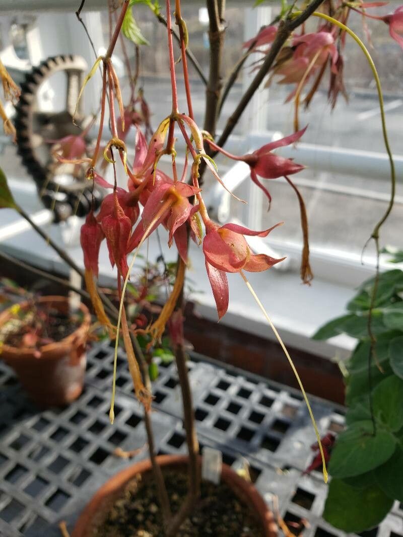 Deppea splendens flower
