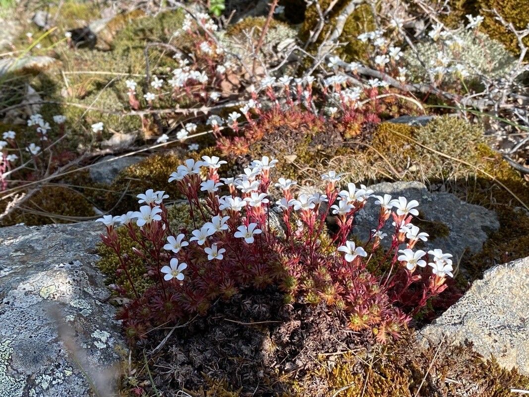 Saxifraga corsica habit