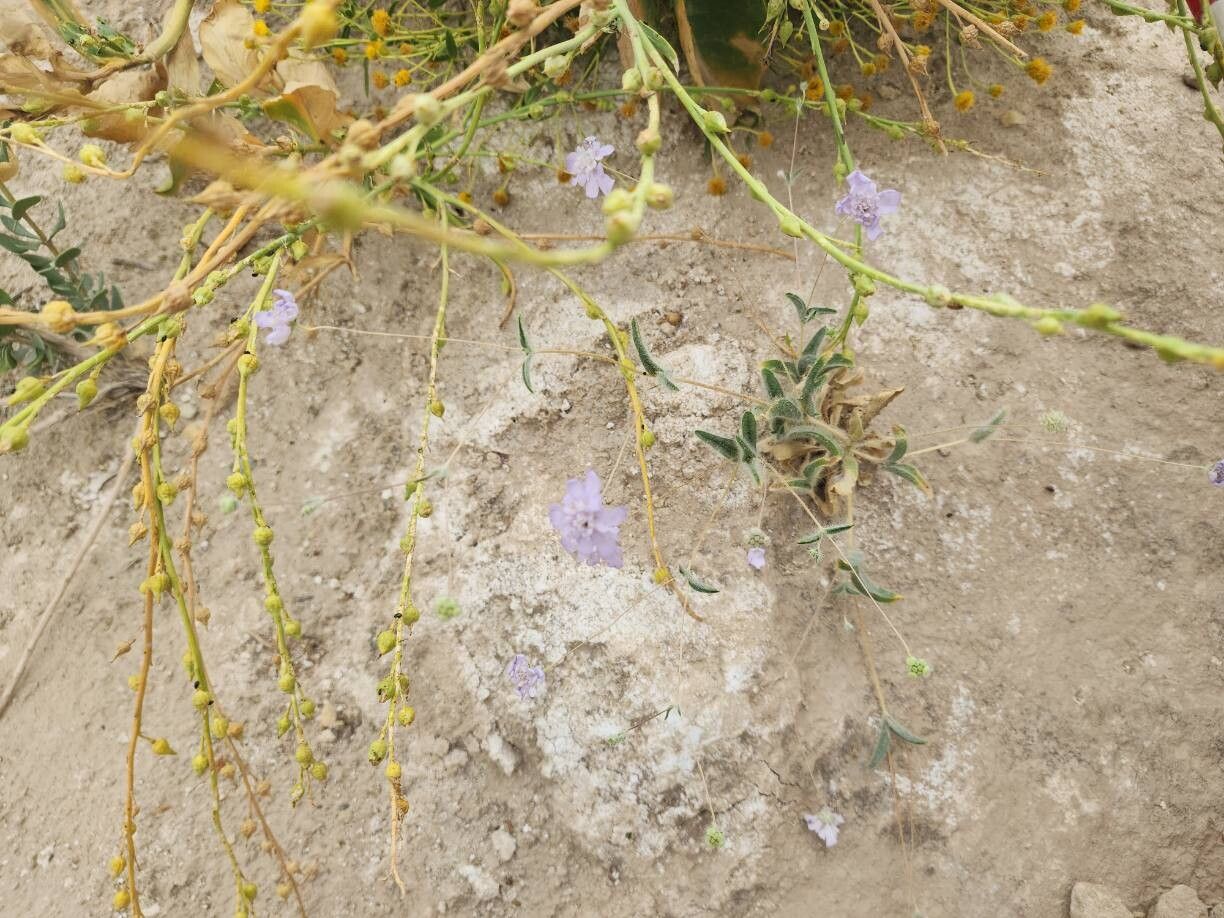 Lomelosia olivieri habit