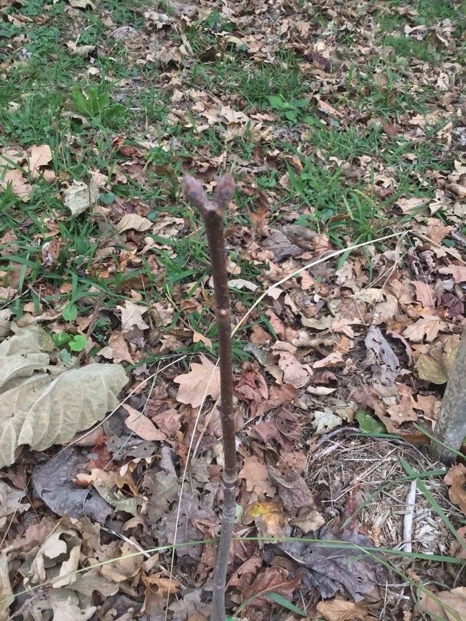 Aesculus sylvatica bark