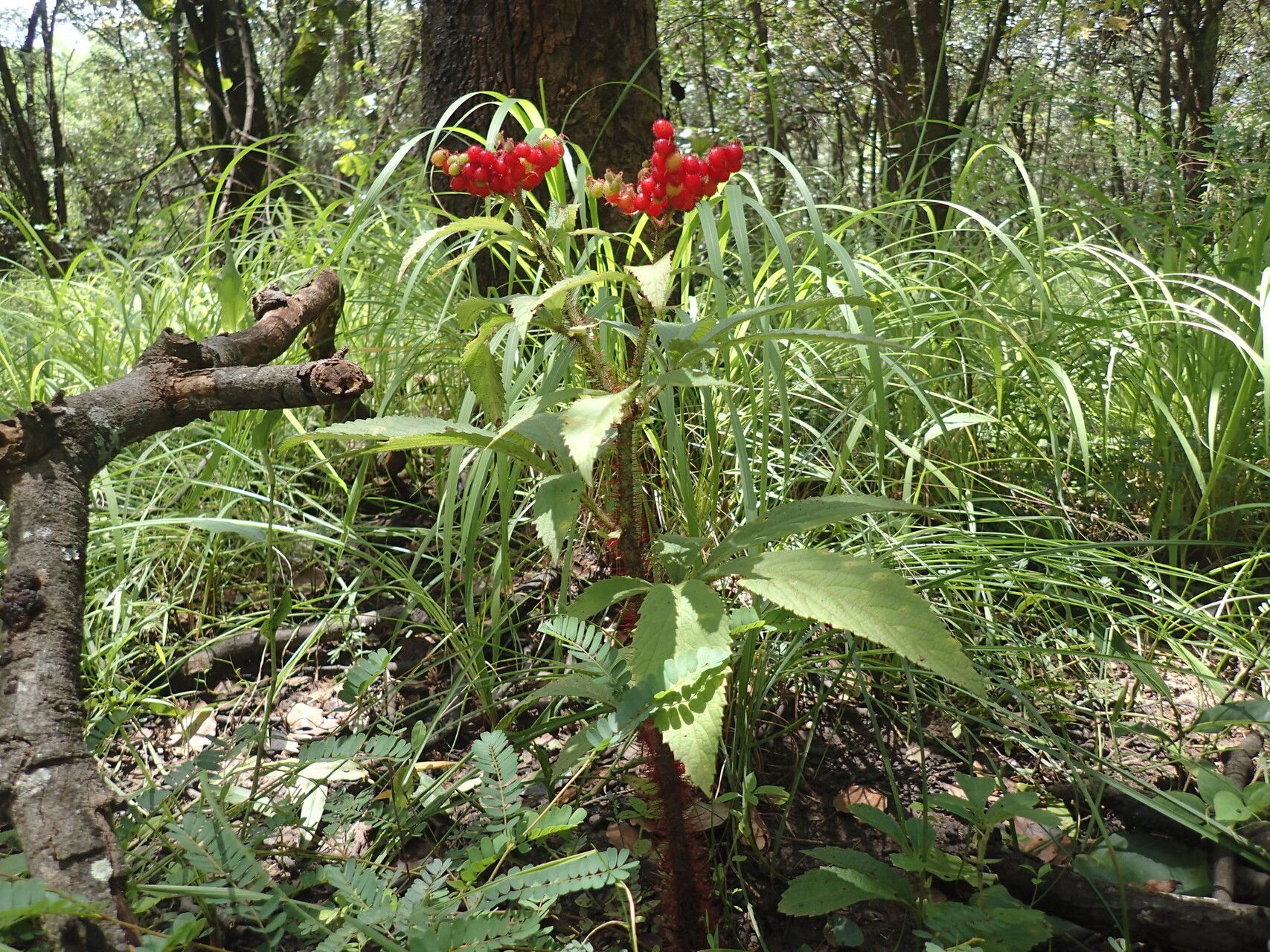 Cyphostemma vanmeelii habit