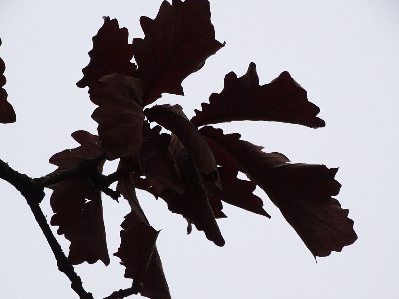 Quercus dentata — cold hardy houseplant