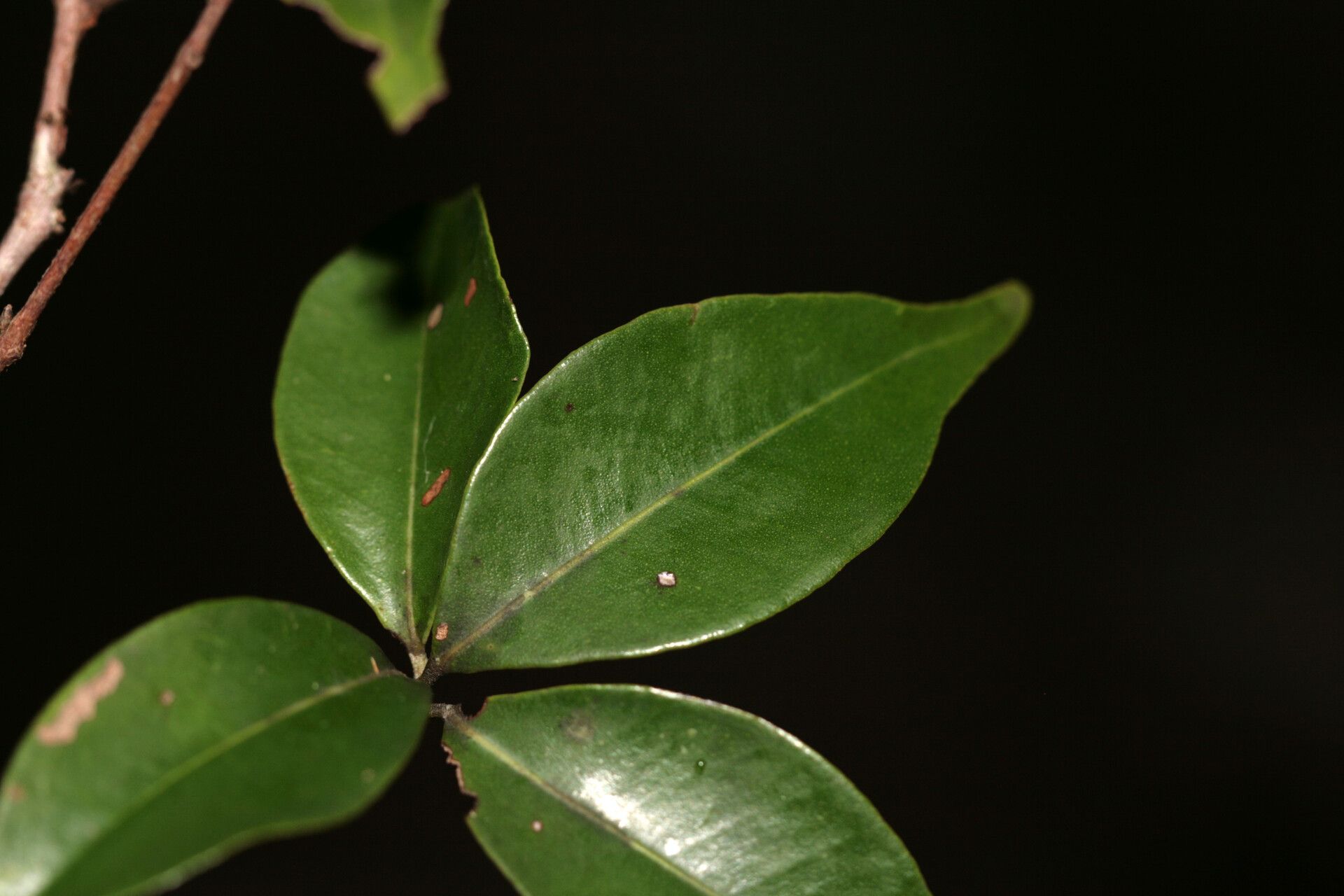 Myrcia multiflora leaf