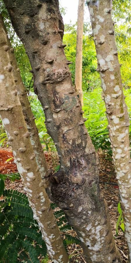 Caesalpinia sappan bark