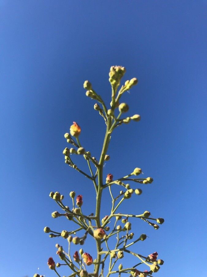 Scrophularia californica other