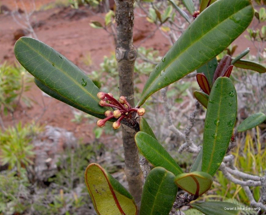 Baloghia brongniartii habit