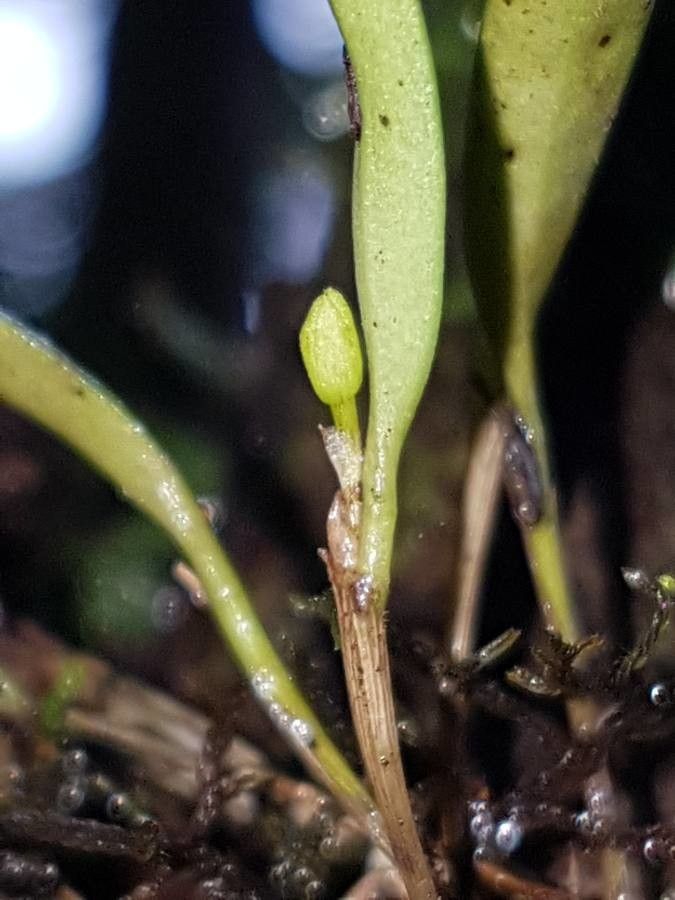 Octomeria ffrenchiana — houseplant care guide