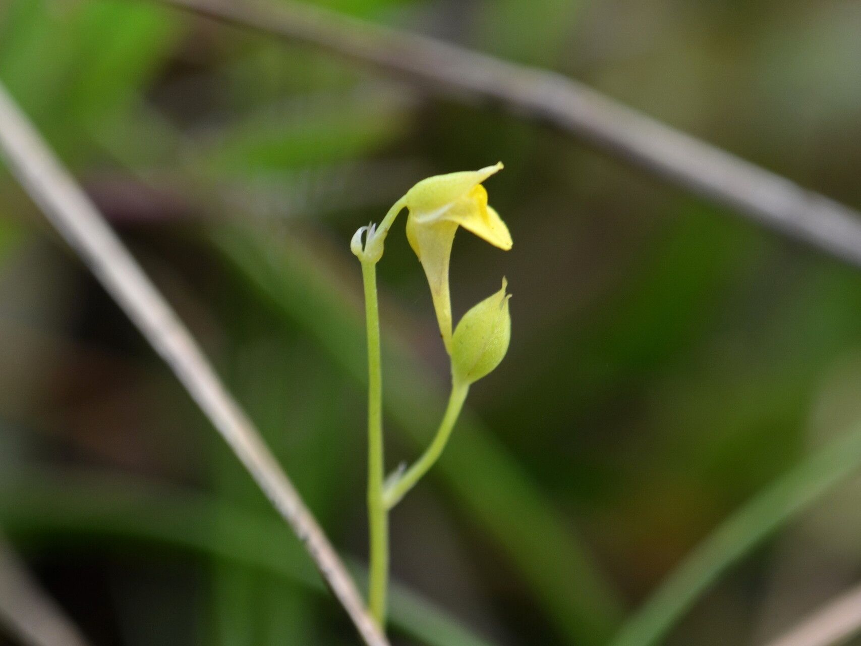 Utricularia andongensis flower